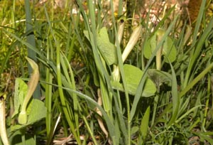 Aristolochia pallida / Aristolochia pallida